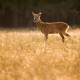 Roe deer